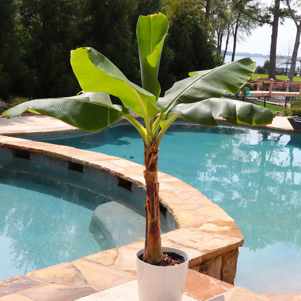 Brighter Blooms Veranda Banana Tree Fruit Trees 2 Brighter Blooms Veranda Banana Tree Fruit Trees