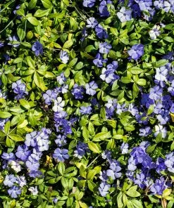 Brighter Blooms Periwinkle Plant Perennials