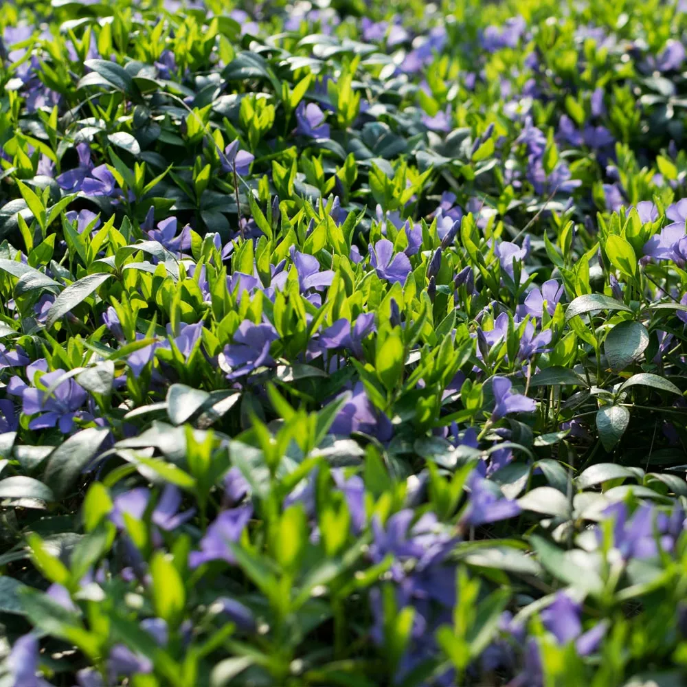 Brighter Blooms Periwinkle Plant Perennials 3 Brighter Blooms Periwinkle Plant Perennials