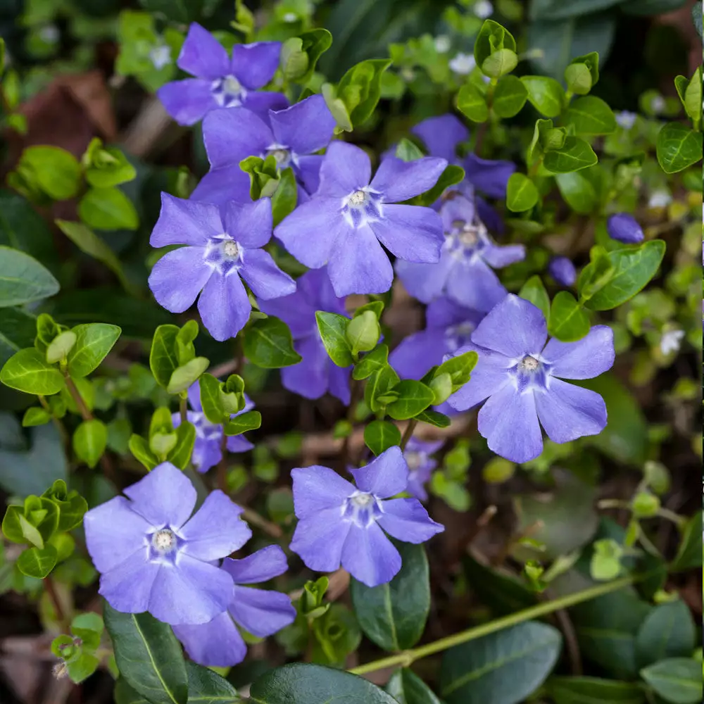 Brighter Blooms Periwinkle Plant Perennials 4 Brighter Blooms Periwinkle Plant Perennials