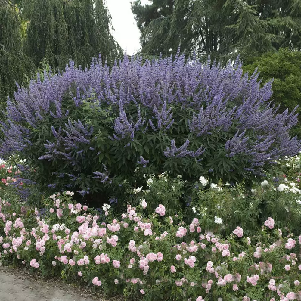 Brighter Blooms Vitex Chaste Tree Flowering Trees 2 Brighter Blooms Vitex Chaste Tree Flowering Trees