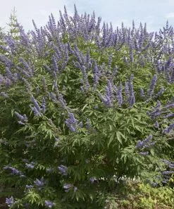 Brighter Blooms Vitex Chaste Tree Flowering Trees 6 Brighter Blooms Vitex Chaste Tree Flowering Trees