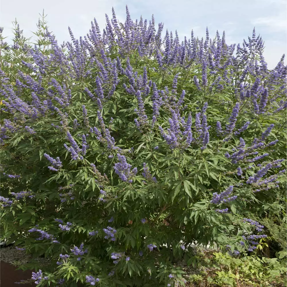 Brighter Blooms Vitex Chaste Tree Flowering Trees 3 Brighter Blooms Vitex Chaste Tree Flowering Trees