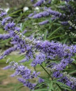 Brighter Blooms Vitex Chaste Tree Flowering Trees 7 Brighter Blooms Vitex Chaste Tree Flowering Trees