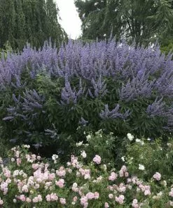 Brighter Blooms Vitex Chaste Tree Flowering Trees