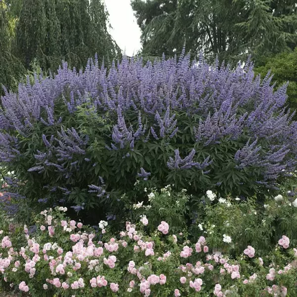 Brighter Blooms Vitex Chaste Tree Flowering Trees 1 Brighter Blooms Vitex Chaste Tree Flowering Trees