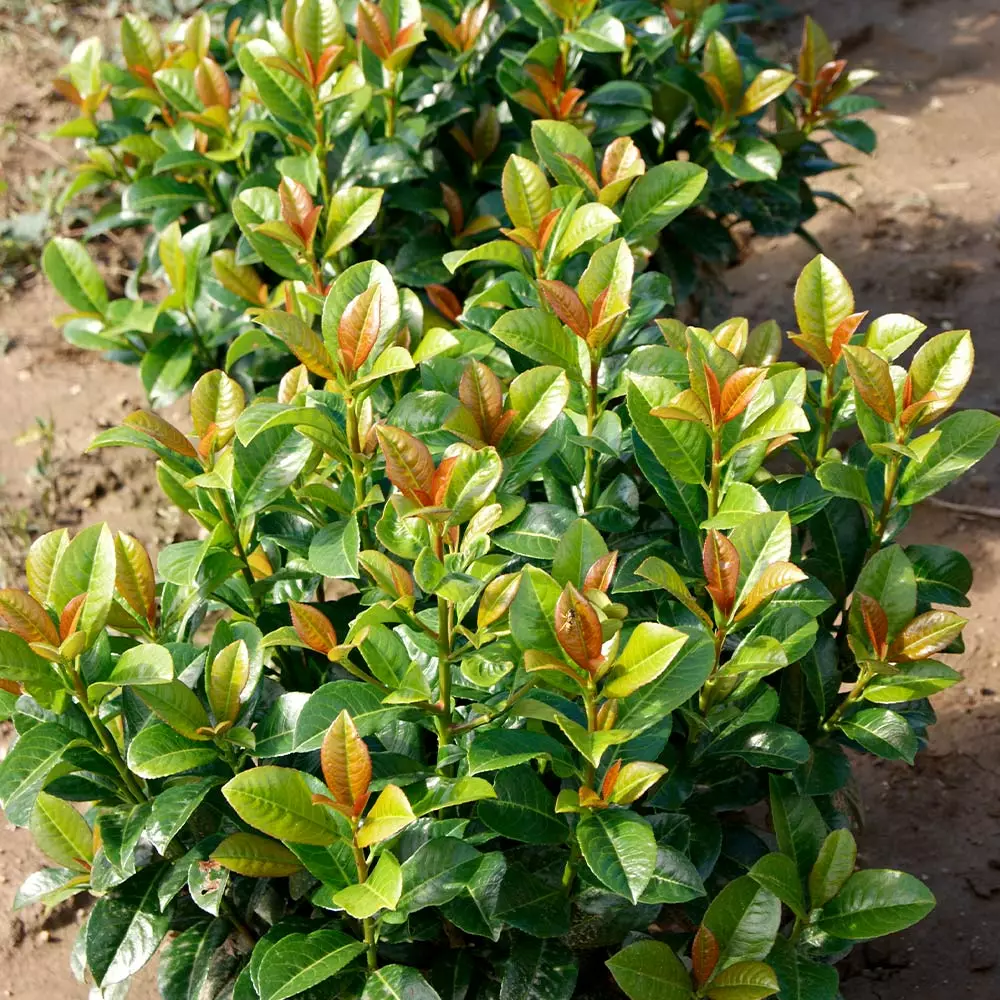 Brighter Blooms Shrubs & Hedges Volcano Cherry Laurel 2 Brighter Blooms Shrubs & Hedges Volcano Cherry Laurel