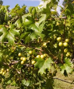 Brighter Blooms Grape Vines Wine Lover's Kit