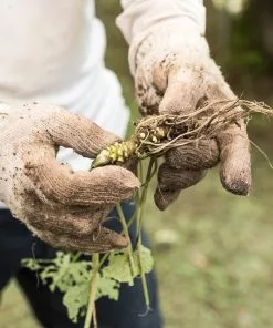 Brighter Blooms Wasabi Plant Fruit Trees 7 Brighter Blooms Wasabi Plant Fruit Trees
