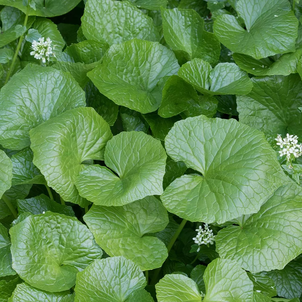 Brighter Blooms Wasabi Plant Fruit Trees 2 Brighter Blooms Wasabi Plant Fruit Trees