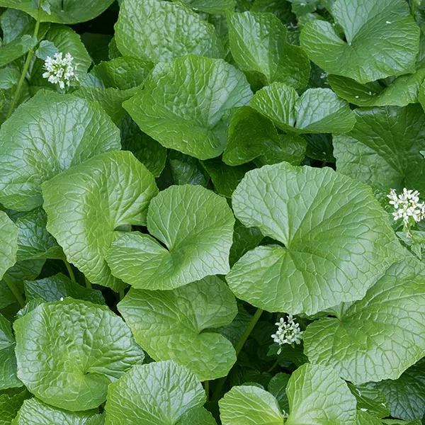 Brighter Blooms Wasabi Plant Fruit Trees 1 Brighter Blooms Wasabi Plant Fruit Trees