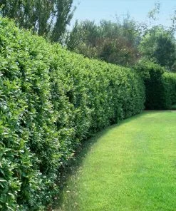 Brighter Blooms Waxleaf Privet Hedge Arborvitae Trees