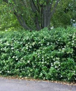 Brighter Blooms Waxleaf Privet Hedge Arborvitae Trees