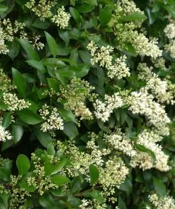 Brighter Blooms Waxleaf Privet Hedge Arborvitae Trees