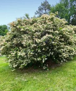 Brighter Blooms Waxleaf Privet Hedge Arborvitae Trees