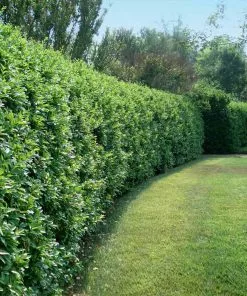 Brighter Blooms Waxleaf Privet Hedge Arborvitae Trees