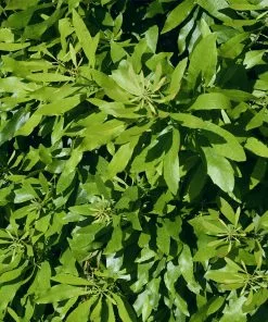 Brighter Blooms Arborvitae Trees Wax Myrtle Shrub 9 Brighter Blooms Arborvitae Trees Wax Myrtle Shrub