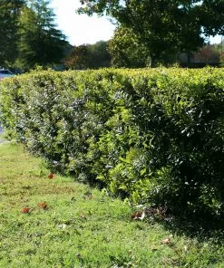 Brighter Blooms Arborvitae Trees Wax Myrtle Shrub 11 Brighter Blooms Arborvitae Trees Wax Myrtle Shrub