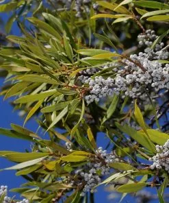 Brighter Blooms Arborvitae Trees Wax Myrtle Shrub 10 Brighter Blooms Arborvitae Trees Wax Myrtle Shrub