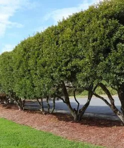 Brighter Blooms Arborvitae Trees Wax Myrtle Shrub 8 Brighter Blooms Arborvitae Trees Wax Myrtle Shrub