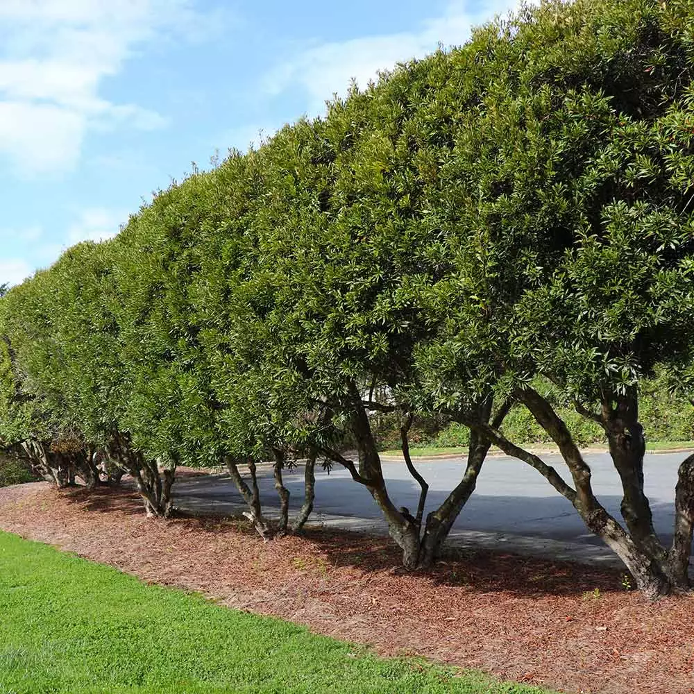 Brighter Blooms Arborvitae Trees Wax Myrtle Shrub 3 Brighter Blooms Arborvitae Trees Wax Myrtle Shrub