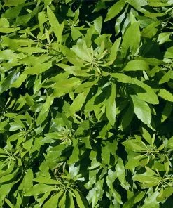 Brighter Blooms Arborvitae Trees Wax Myrtle Shrub