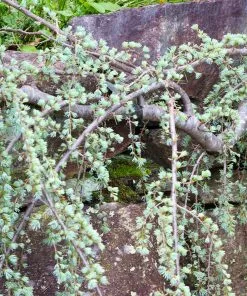 Brighter Blooms Weeping Blue Atlas Cedar Tree Evergreen & Privacy