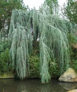 Brighter Blooms Weeping Blue Atlas Cedar Tree Evergreen & Privacy