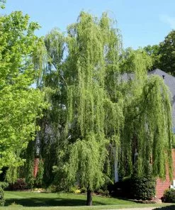 Brighter Blooms Weeping Willow Tree Shade Trees 8 Brighter Blooms Weeping Willow Tree Shade Trees