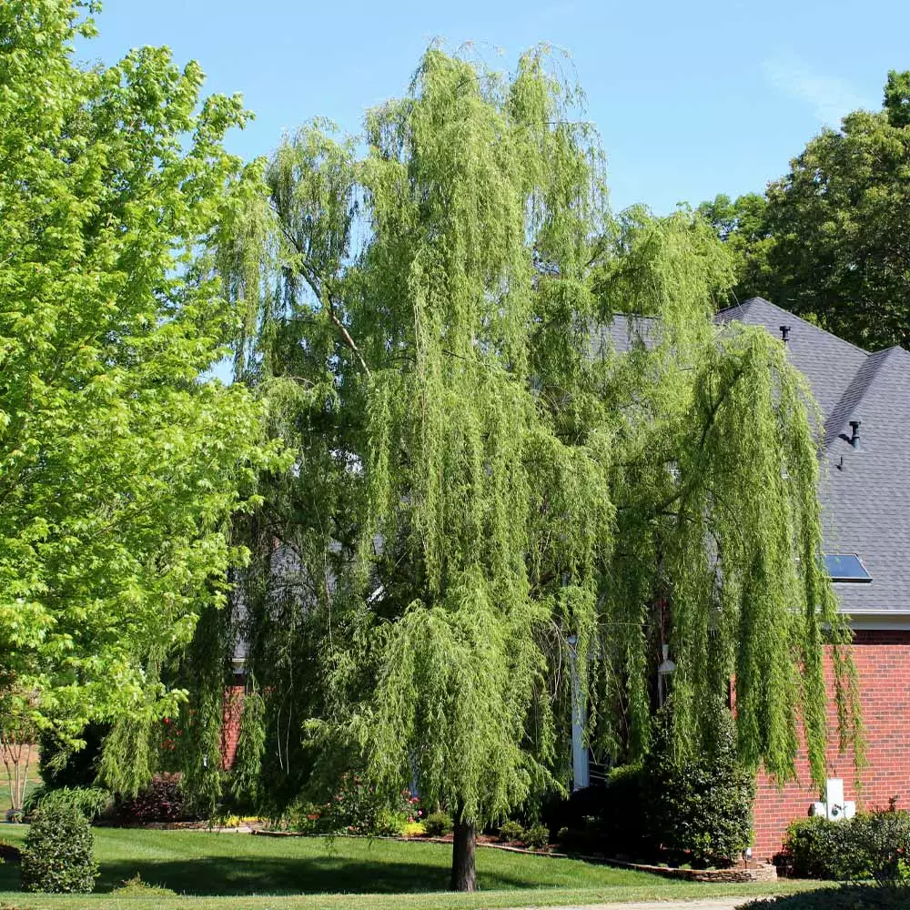 Brighter Blooms Weeping Willow Tree Shade Trees 3 Brighter Blooms Weeping Willow Tree Shade Trees