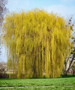 Brighter Blooms Weeping Willow Tree Shade Trees 9 Brighter Blooms Weeping Willow Tree Shade Trees
