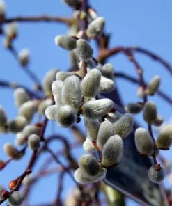Brighter Blooms Arborvitae Trees Weeping Pussy Willow 7 Brighter Blooms Arborvitae Trees Weeping Pussy Willow