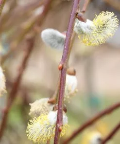 Brighter Blooms Arborvitae Trees Weeping Pussy Willow 6 Brighter Blooms Arborvitae Trees Weeping Pussy Willow