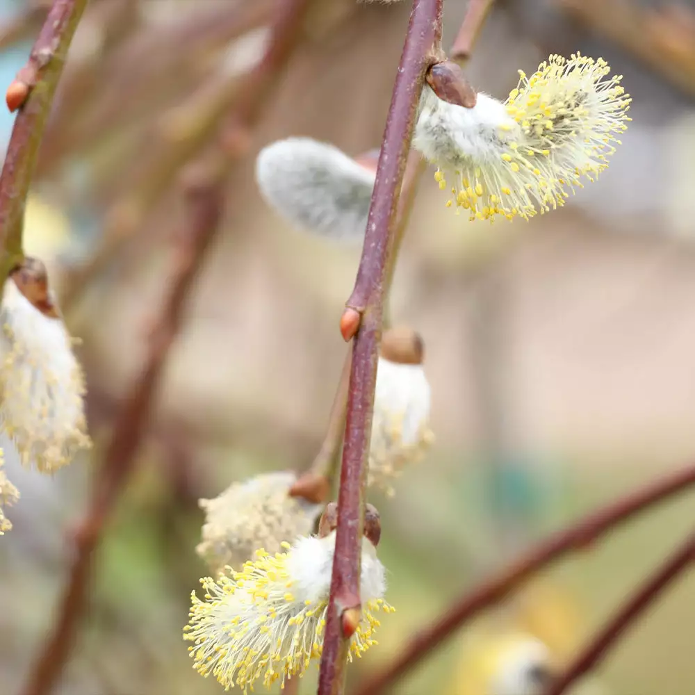 Brighter Blooms Arborvitae Trees Weeping Pussy Willow 3 Brighter Blooms Arborvitae Trees Weeping Pussy Willow