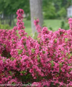 Brighter Blooms Sonic Bloom® Weigela Shrub Shrubs & Hedges 6 Brighter Blooms Sonic Bloom® Weigela Shrub Shrubs & Hedges