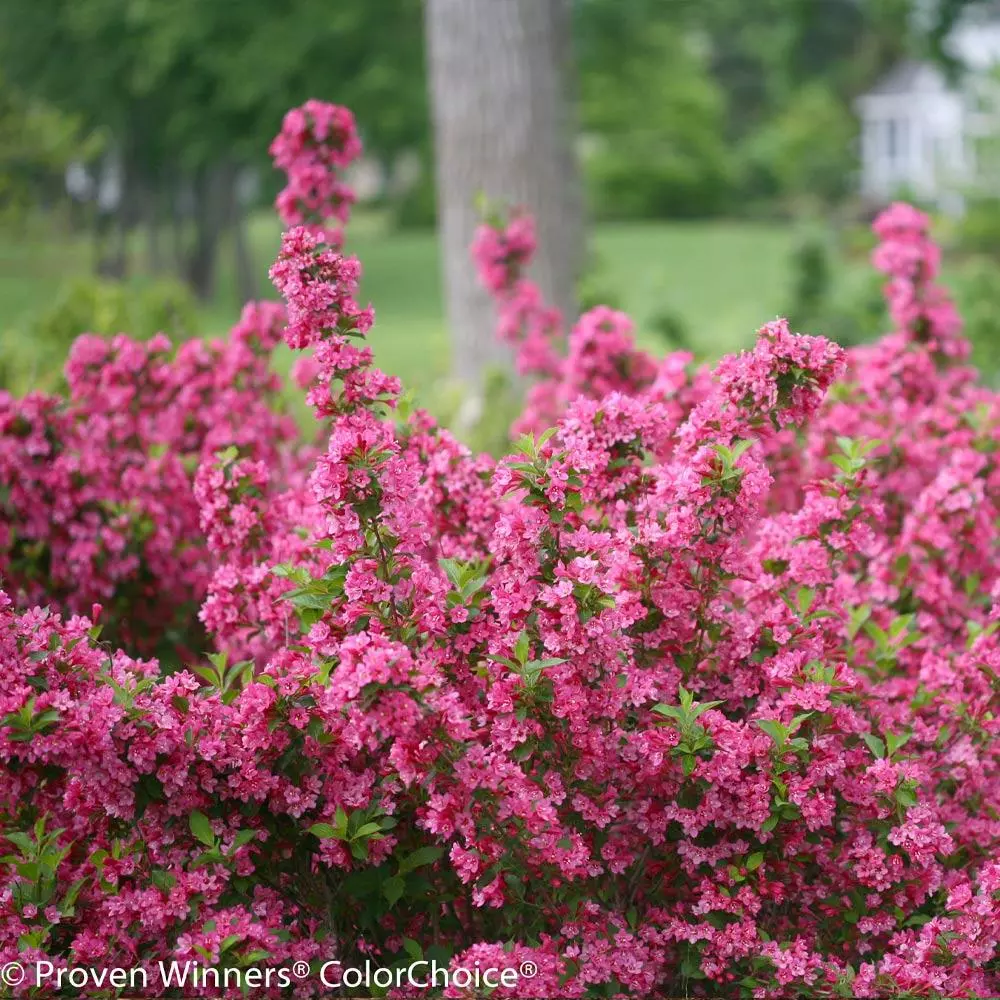 Brighter Blooms Sonic Bloom® Weigela Shrub Shrubs & Hedges 3 Brighter Blooms Sonic Bloom® Weigela Shrub Shrubs & Hedges