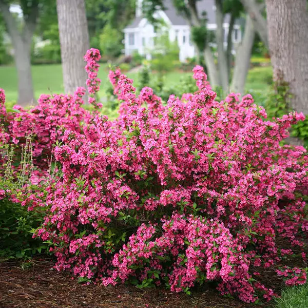 Brighter Blooms Sonic Bloom® Weigela Shrub Shrubs & Hedges 1 Brighter Blooms Sonic Bloom® Weigela Shrub Shrubs & Hedges