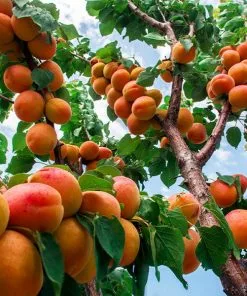 Brighter Blooms Wenatchee Apricot Tree