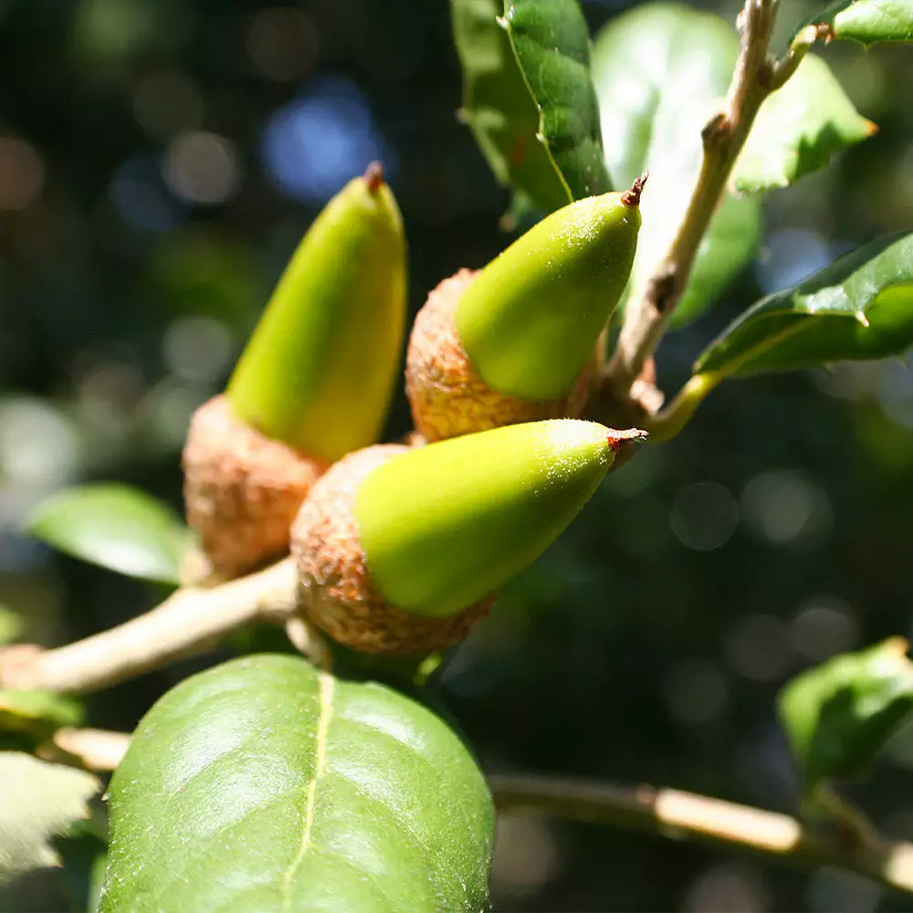 Brighter Blooms West Coast Live Oak Tree Evergreen & Privacy 4 Brighter Blooms West Coast Live Oak Tree Evergreen & Privacy