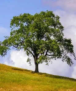 Brighter Blooms West Coast Live Oak Tree Evergreen & Privacy