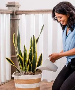 Brighter Blooms Watering Can 5 Brighter Blooms Watering Can