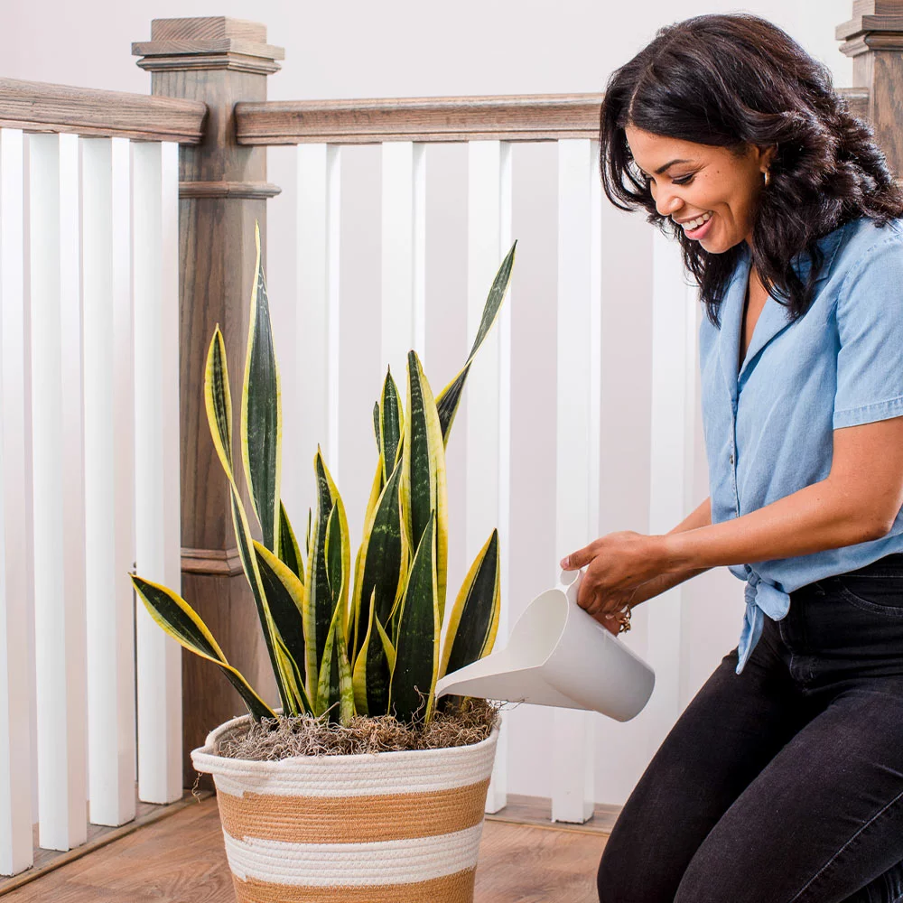 Brighter Blooms Watering Can 3 Brighter Blooms Watering Can