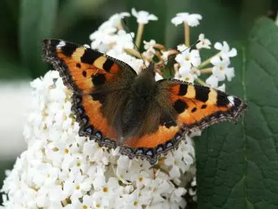 Brighter Blooms Shrubs & Hedges White Profusion Butterfly Bush 2 Brighter Blooms Shrubs & Hedges White Profusion Butterfly Bush