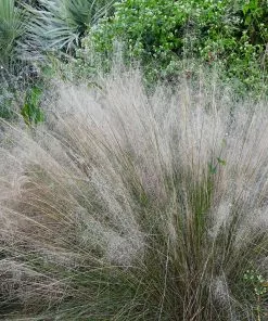 Brighter Blooms Ornamental Grasses White Cloud Muhly Grass 6 Brighter Blooms Ornamental Grasses White Cloud Muhly Grass