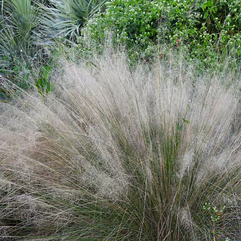 Brighter Blooms Ornamental Grasses White Cloud Muhly Grass 3 Brighter Blooms Ornamental Grasses White Cloud Muhly Grass