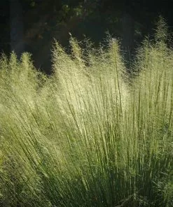 Brighter Blooms Ornamental Grasses White Cloud Muhly Grass 7 Brighter Blooms Ornamental Grasses White Cloud Muhly Grass