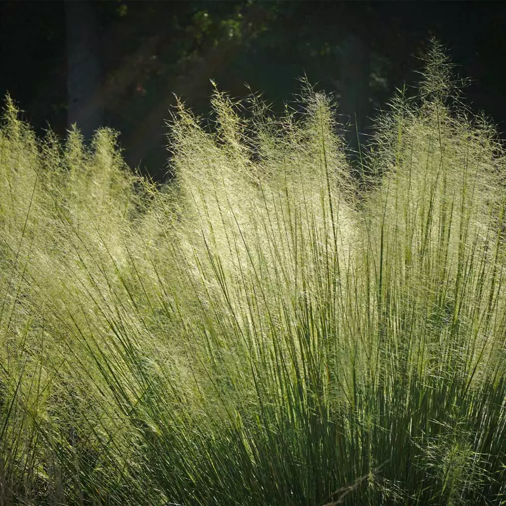 Brighter Blooms Ornamental Grasses White Cloud Muhly Grass 4 Brighter Blooms Ornamental Grasses White Cloud Muhly Grass