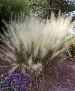 Brighter Blooms Ornamental Grasses White Cloud Muhly Grass