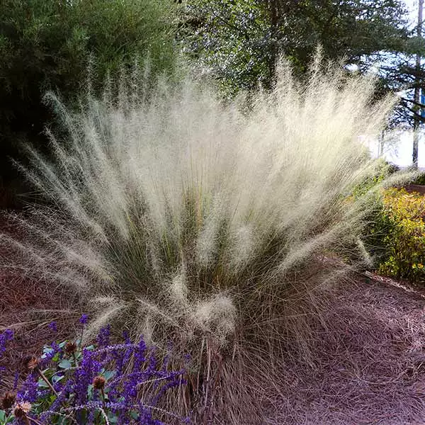 Brighter Blooms Ornamental Grasses White Cloud Muhly Grass 1 Brighter Blooms Ornamental Grasses White Cloud Muhly Grass