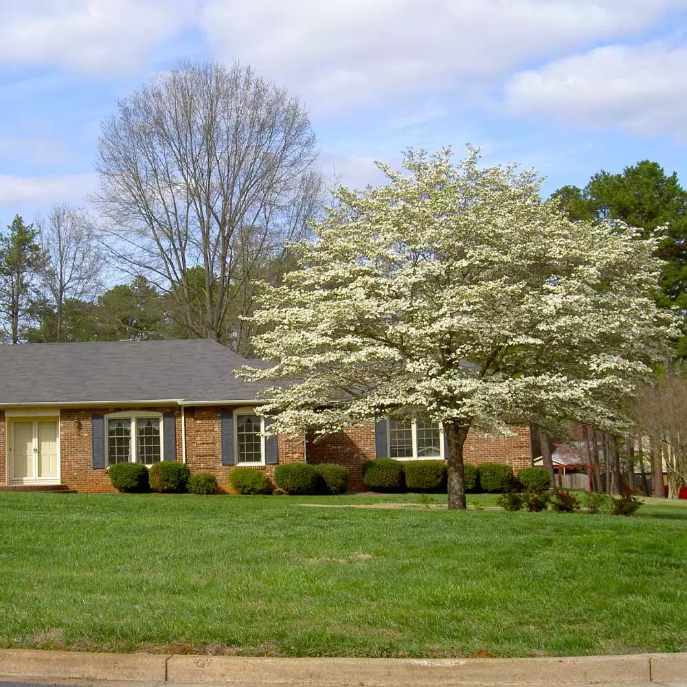 Brighter Blooms White Dogwood Tree Flowering Trees 6 Brighter Blooms White Dogwood Tree Flowering Trees